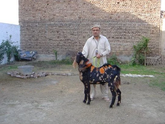 Khalick Mahmood