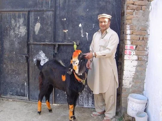 Khalick Mahmood